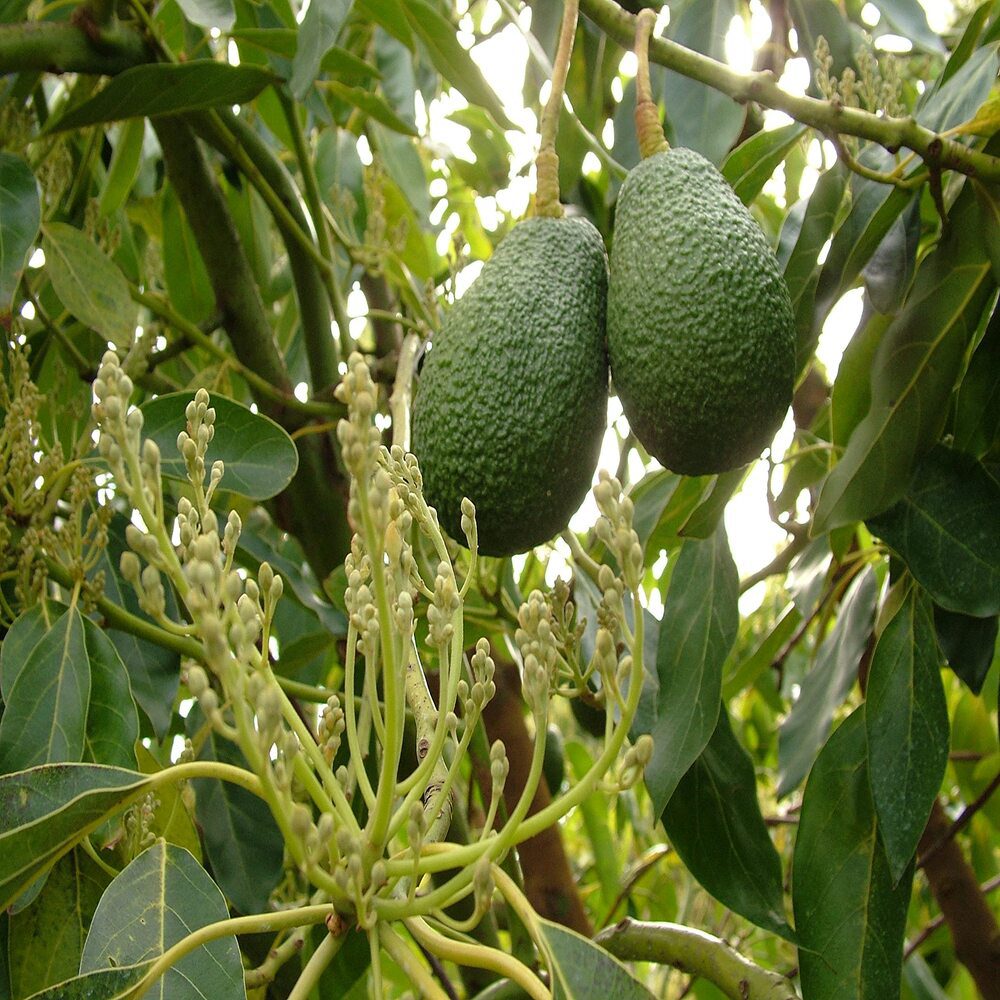 Puspita Nursery’s Exclusive: Rare Dwarf Hass Avocado Plant for Small Gardens - Image 3