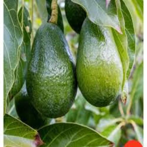 Puspita Nursery’s Exclusive: Rare Dwarf Hass Avocado Plant for Small Gardens - Image 4