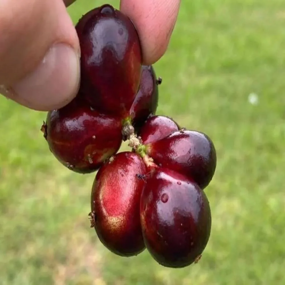 Puspita Nursery Original Brazilian grape Jaboticaba Plant  Red Color Grafted Fruit Plant