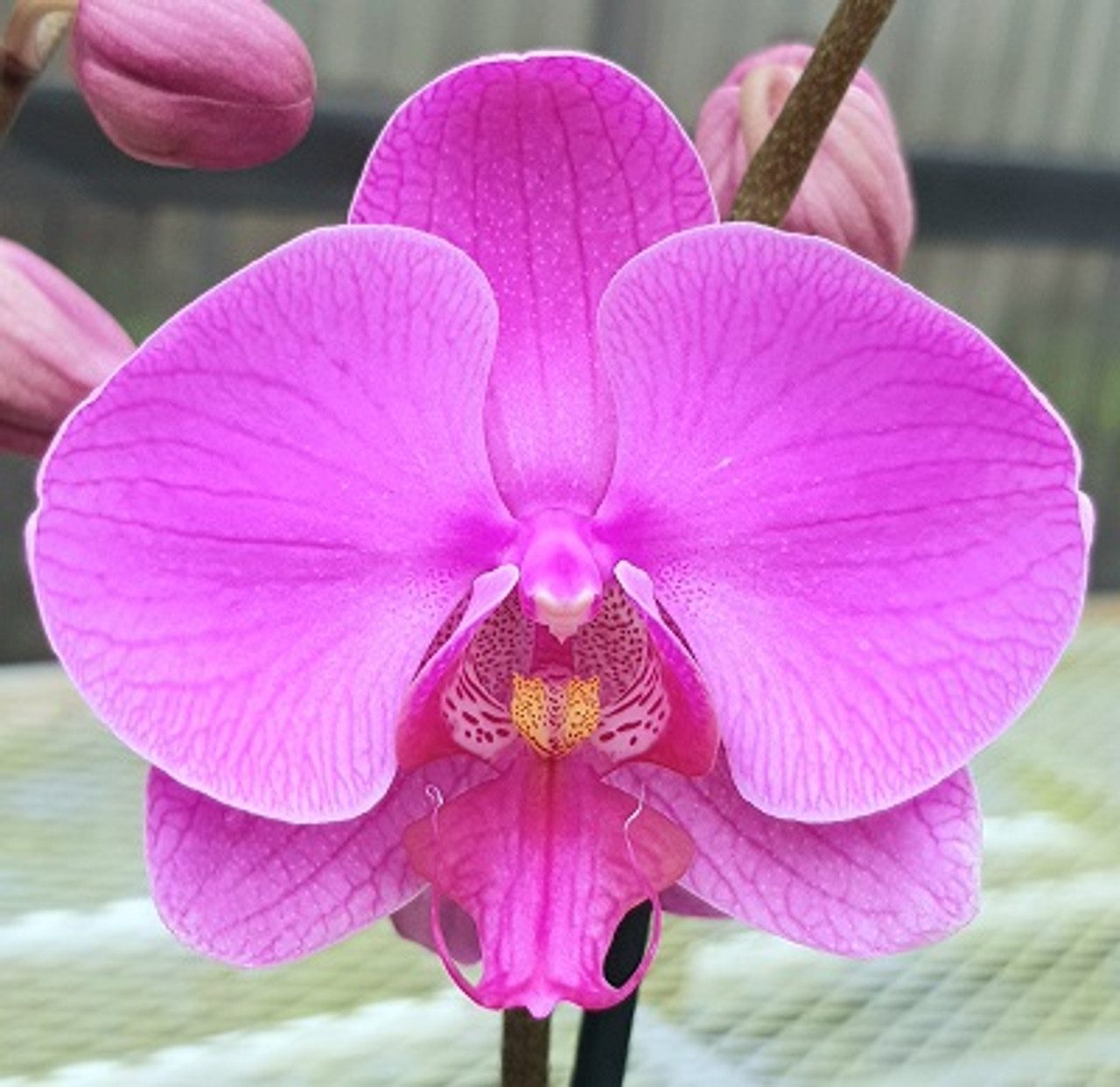 Puspita Nursery "Phalaenopsis Orchid – Elegant Flowering Plant with Long-Lasting Blooms" - Image 3