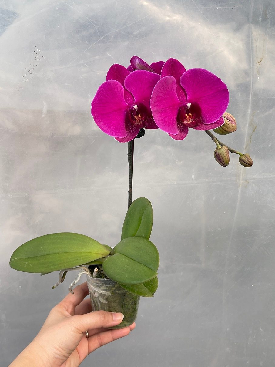 Puspita Nursery "Phalaenopsis Orchid – Elegant Flowering Plant with Long-Lasting Blooms" - Image 5