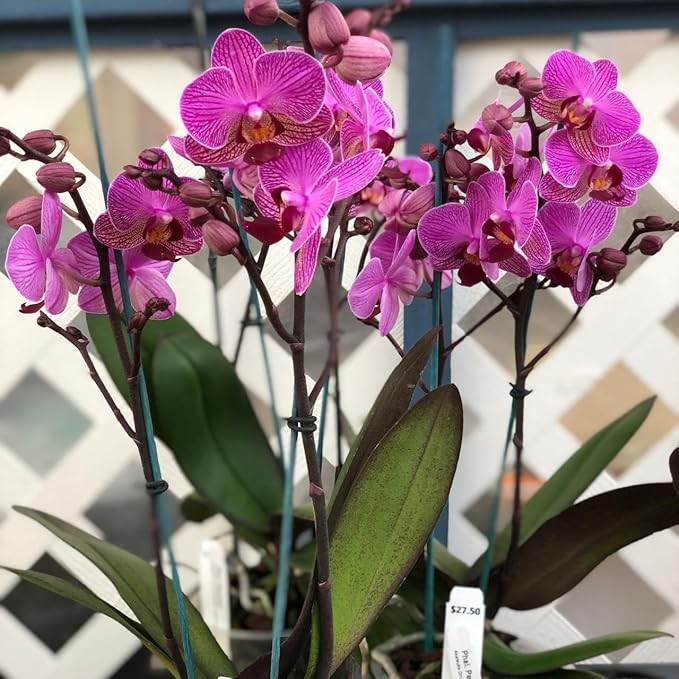 Puspita Nursery “Phalaenopsis Orchid – Elegant Flowering Plant with Long-Lasting Blooms”