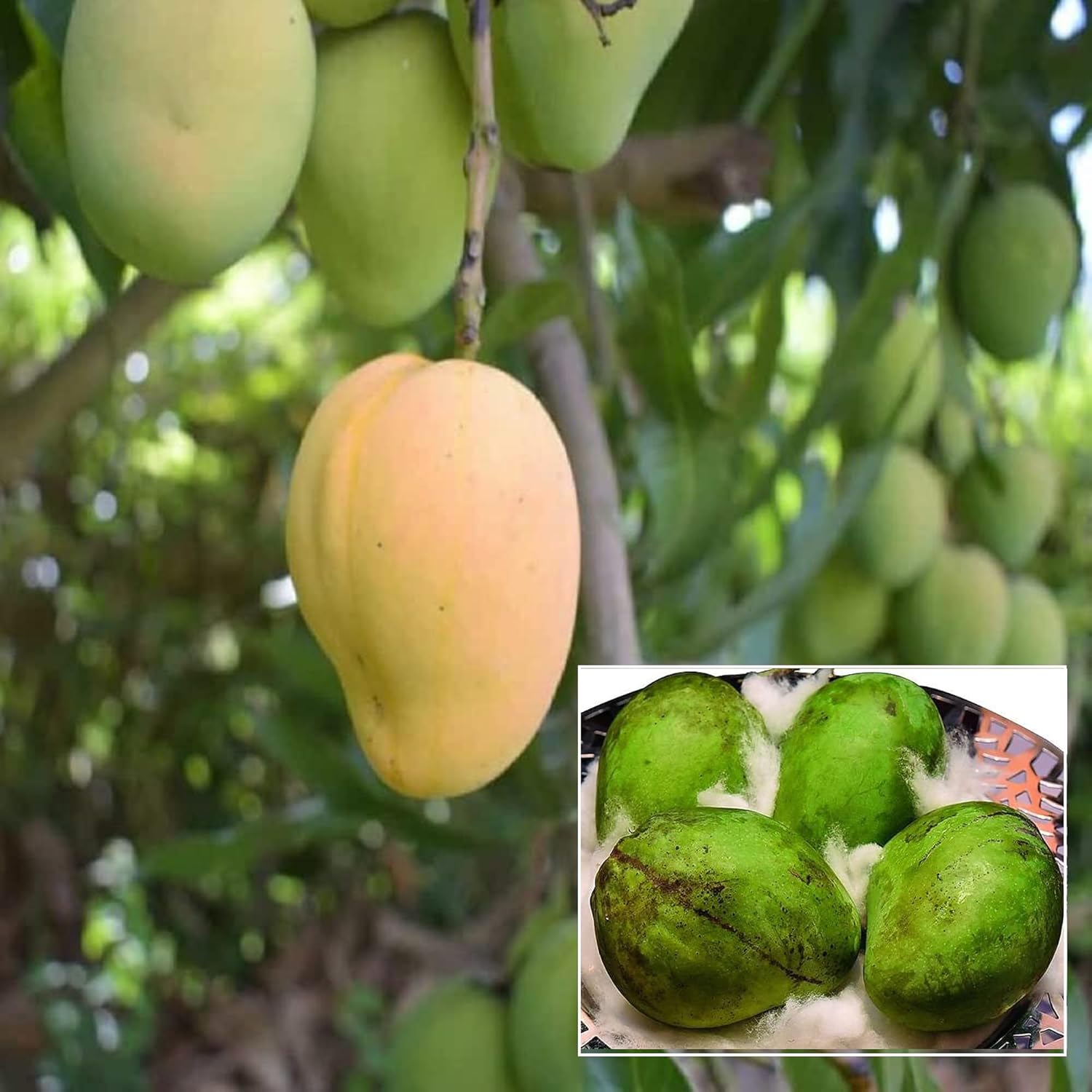 Puspita Nursery  Kohitur Mango Plant – Premium Rare Mango Variety, Grafted Live Plant