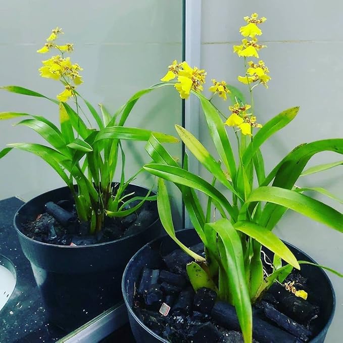 Puspita Nursery “Oncidium Orchid Plant – Live Indoor Flowering Plant with Vibrant,