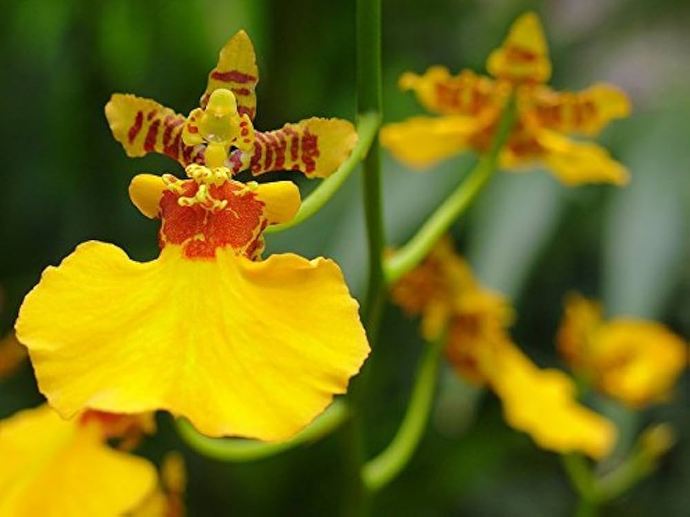 Puspita Nursery "Oncidium Orchid Plant – Live Indoor Flowering Plant with Vibrant, - Image 3