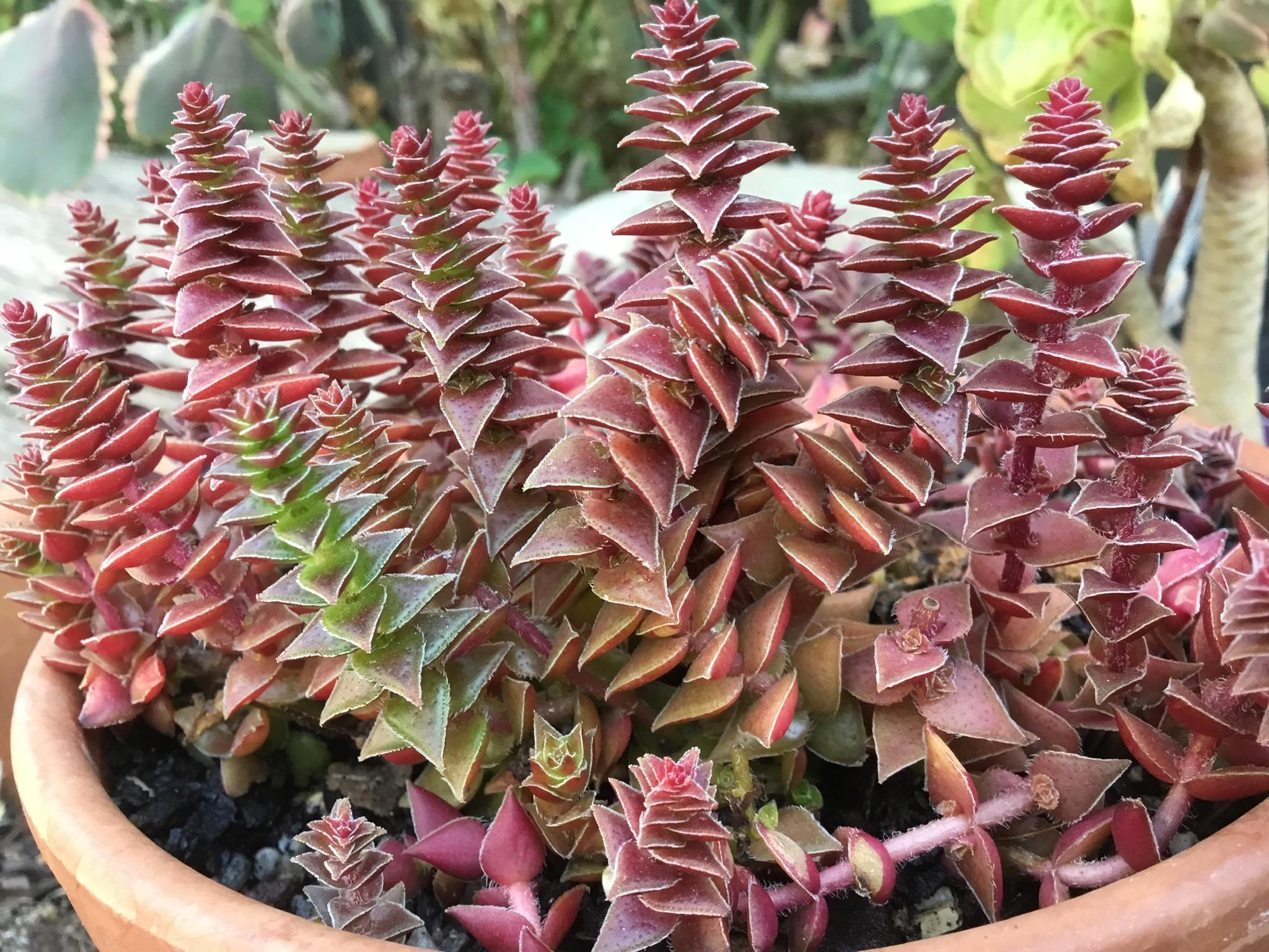 Puspita Nursery " Red Pagoda Succulent (Crassula Capitella) – Stunning Geometric Rosettes with Vibrant Red and Green Foliage – Easy-Care Indoor/Outdoor Plant - Image 3