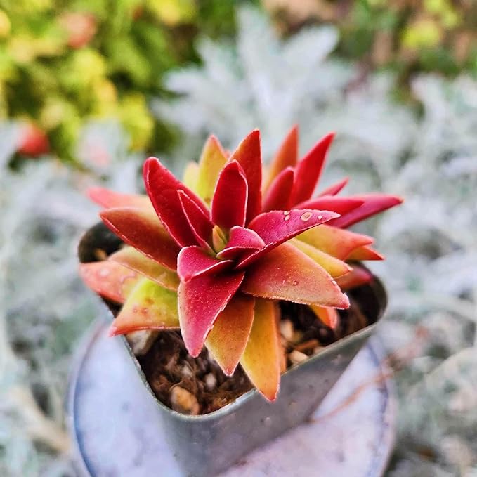 Puspita Nursery " Red Pagoda Succulent (Crassula Capitella) – Stunning Geometric Rosettes with Vibrant Red and Green Foliage – Easy-Care Indoor/Outdoor Plant - Image 4
