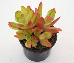 Puspita Nursery " Red Pagoda Succulent (Crassula Capitella) – Stunning Geometric Rosettes with Vibrant Red and Green Foliage – Easy-Care Indoor/Outdoor Plant - Image 5