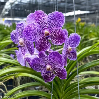 Puspita Nursery Beautiful Vanda Orchid Vibrant Blooms and Exotic Elegance for Your Home Garden