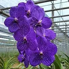Puspita Nursery Beautiful Vanda Orchid – Vibrant Blooms and Exotic Elegance for Your Home Garden”