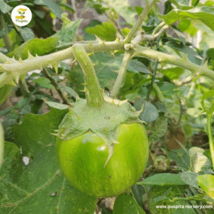 Kanta Brinjal