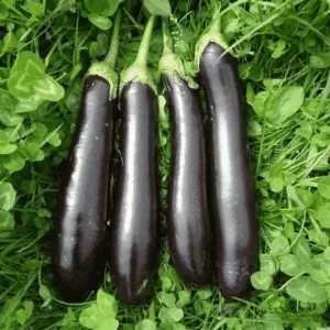 Muktajhuri begun (Egg plant)
