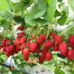 Strawberry image