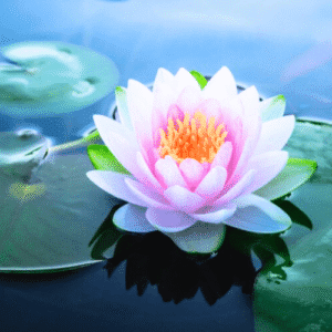 water padma