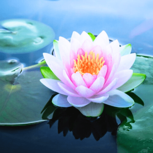 water padma