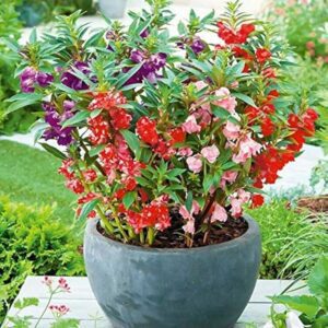 Balsam D Mixed Flower