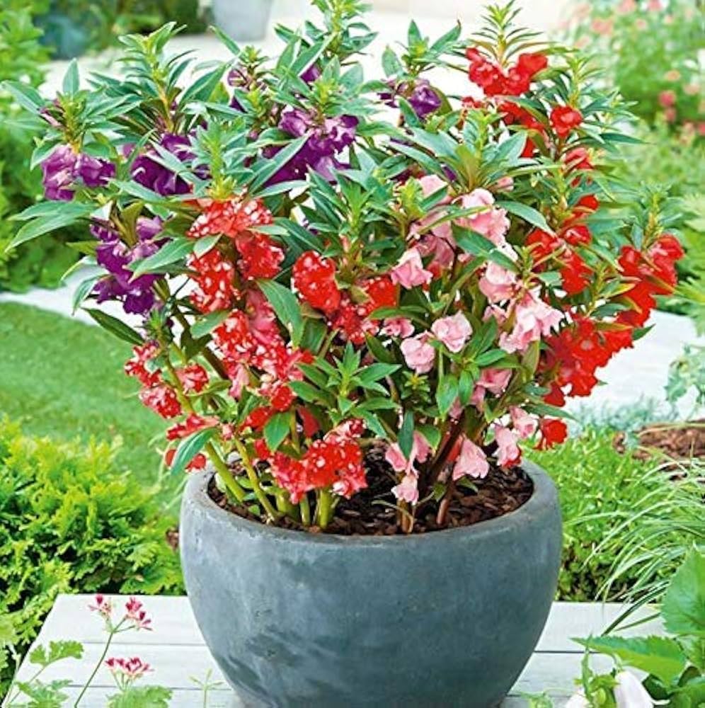 Balsam D Mixed Flower