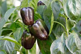 Chocolate Capsicum