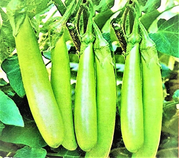 Green Long Brinjal