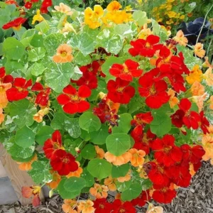 Nasturtium flower