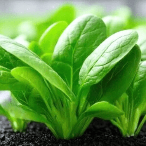 Puspita Nursery Palak Seed 1kg Pack for High Yield Home Gardening