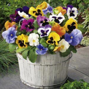 Pansy Flower Mixed Color
