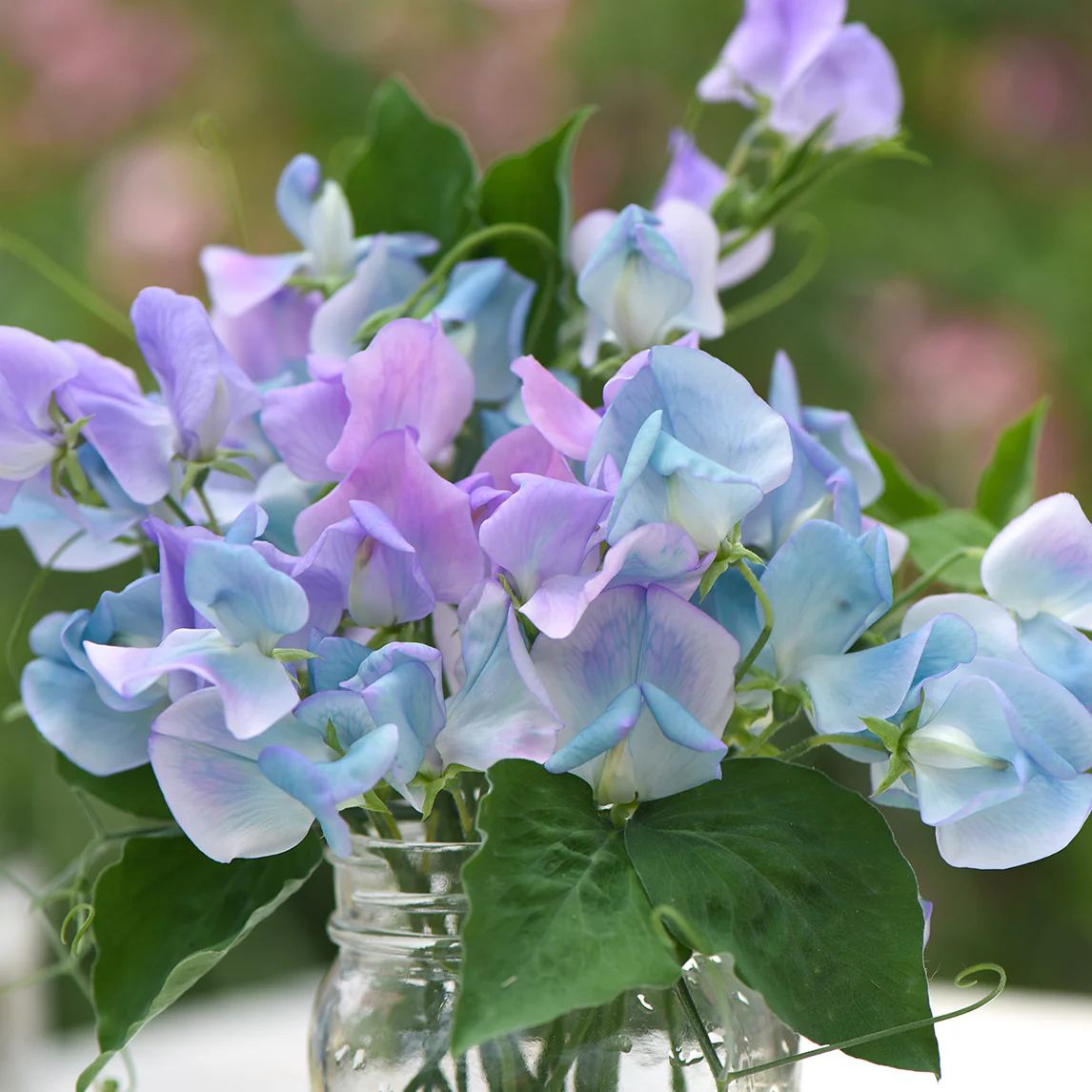 Puspita Nursery Sweet Pea Flower Seeds – Fragrant & Colorful Climbing Annual | Easy to Grow Garden Seeds | Long Blooming Vines for Home & Balcony Decoration | Indoor Outdoor Use