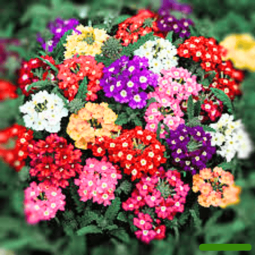 puspita nursery Verbena Flower