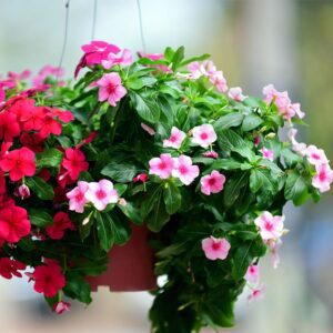 Vinca F1 Mixed Flower