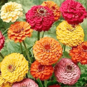 Zinnia Double Flower