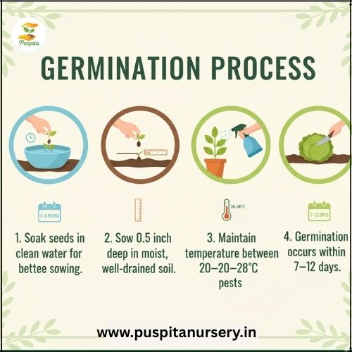chili Germination Process