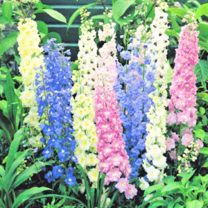 larkspur flower