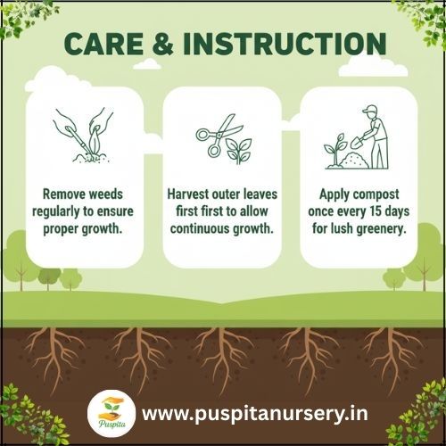 palak Care & Instruction