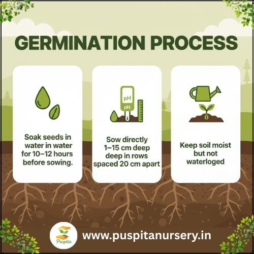 palak Germination Process