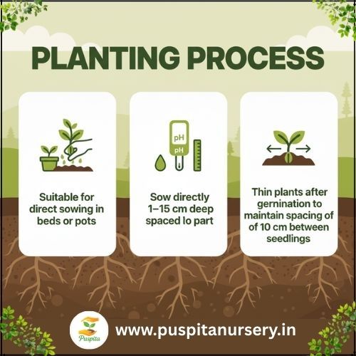 palak Planting Process