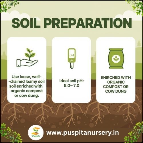 palak Soil Preparation
