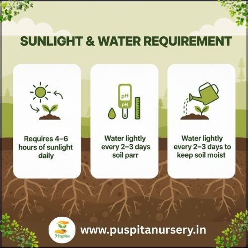 palak Sunlight & Water Requirement