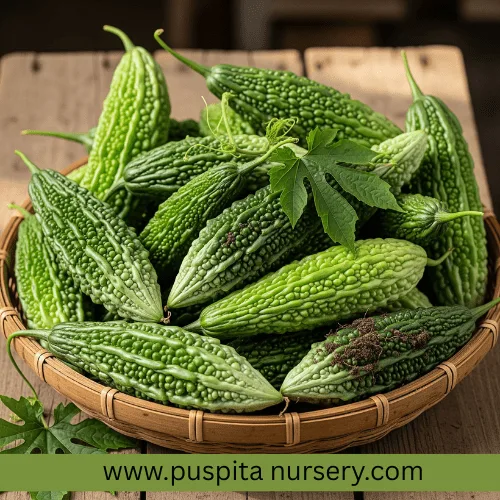 Premium Bitter Gourd Seeds 50gm Pack– High Germination Organic Vegetable Seeds