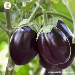 Mukta-Keshi-Begun