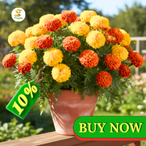 nursery facebook ad marigold