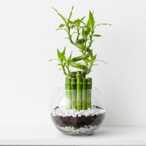 untitled design (9)